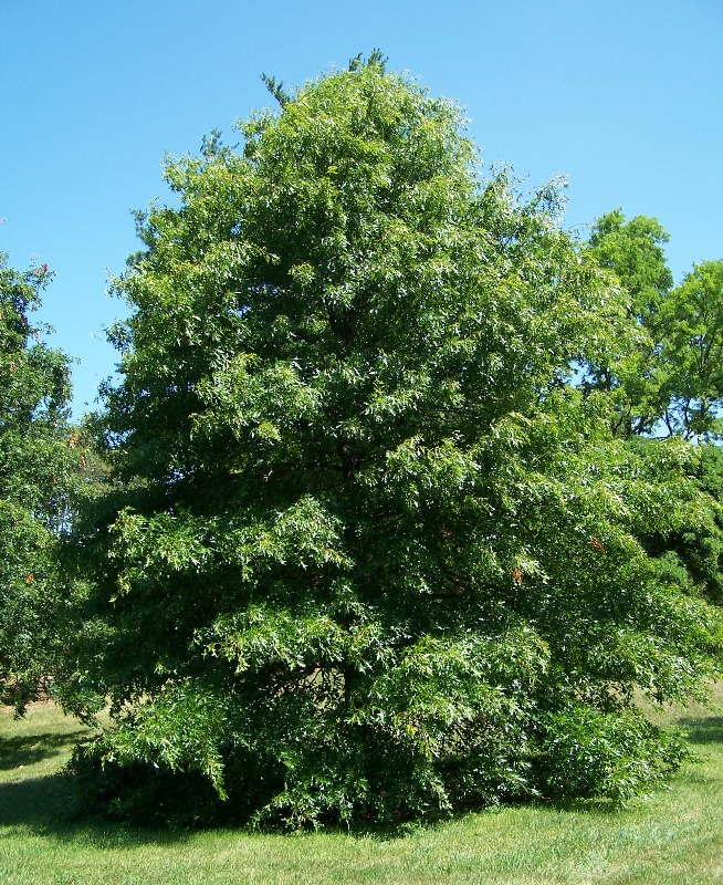 Pin_oak_quercus_palustris.jpg