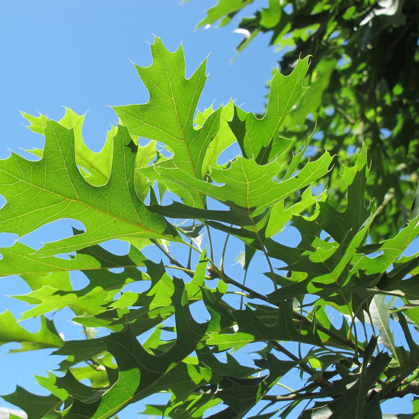 Quercus-palustris.jpg