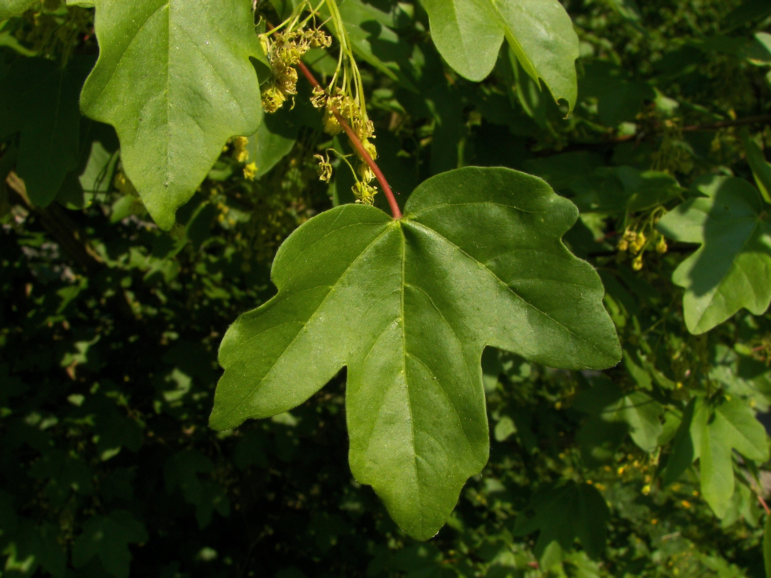 acer_campestre-leaves.jpg