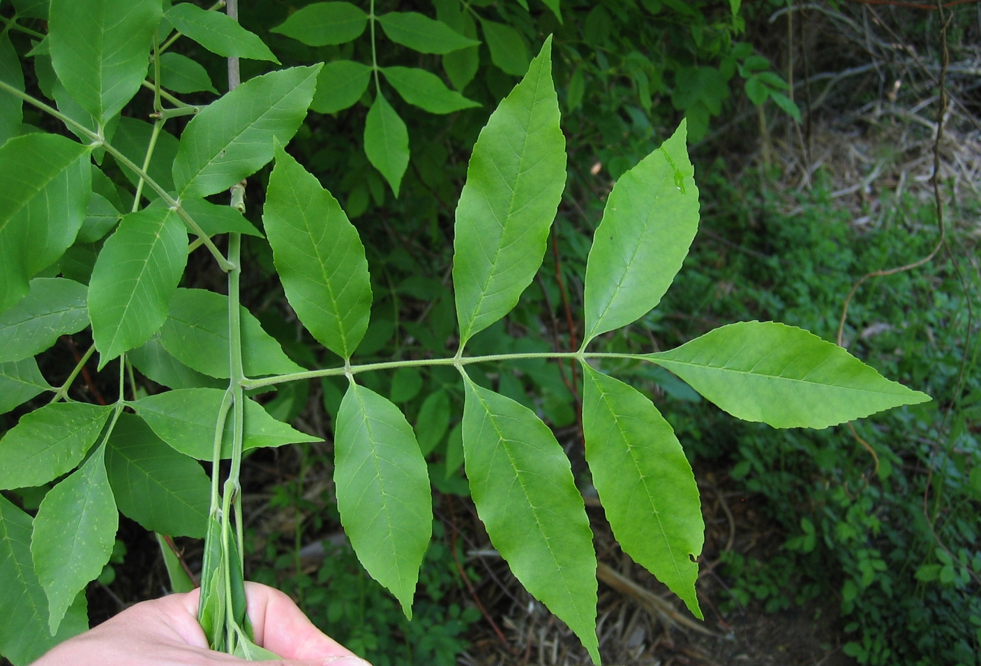 Листья ясеня. Ясень пенсильванский. Ясень пенсильванский Fraxinus pennsylvanica. Ясень пенсильванский (Fraxinus pennsylvanica Marsh.). Ясень ланцетный листья.