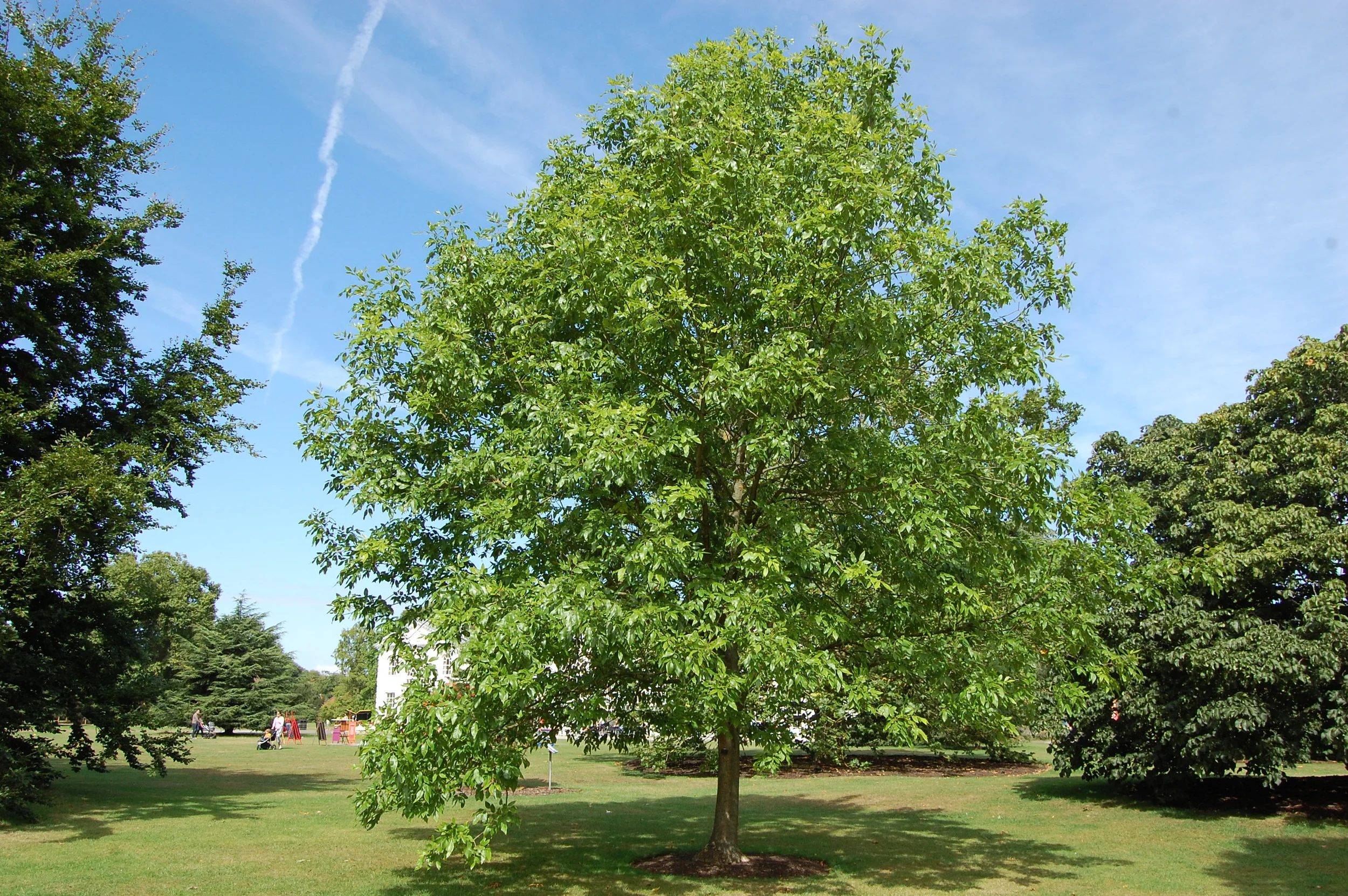 fraxinus-pennsylvanica (1).jpg
