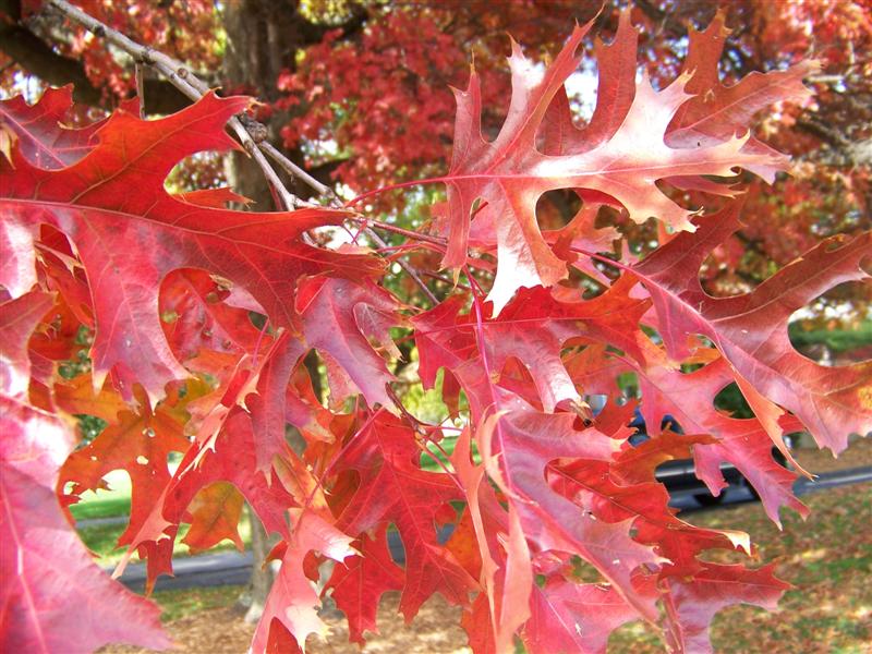 Quercus_coccinea_foliage.JPG