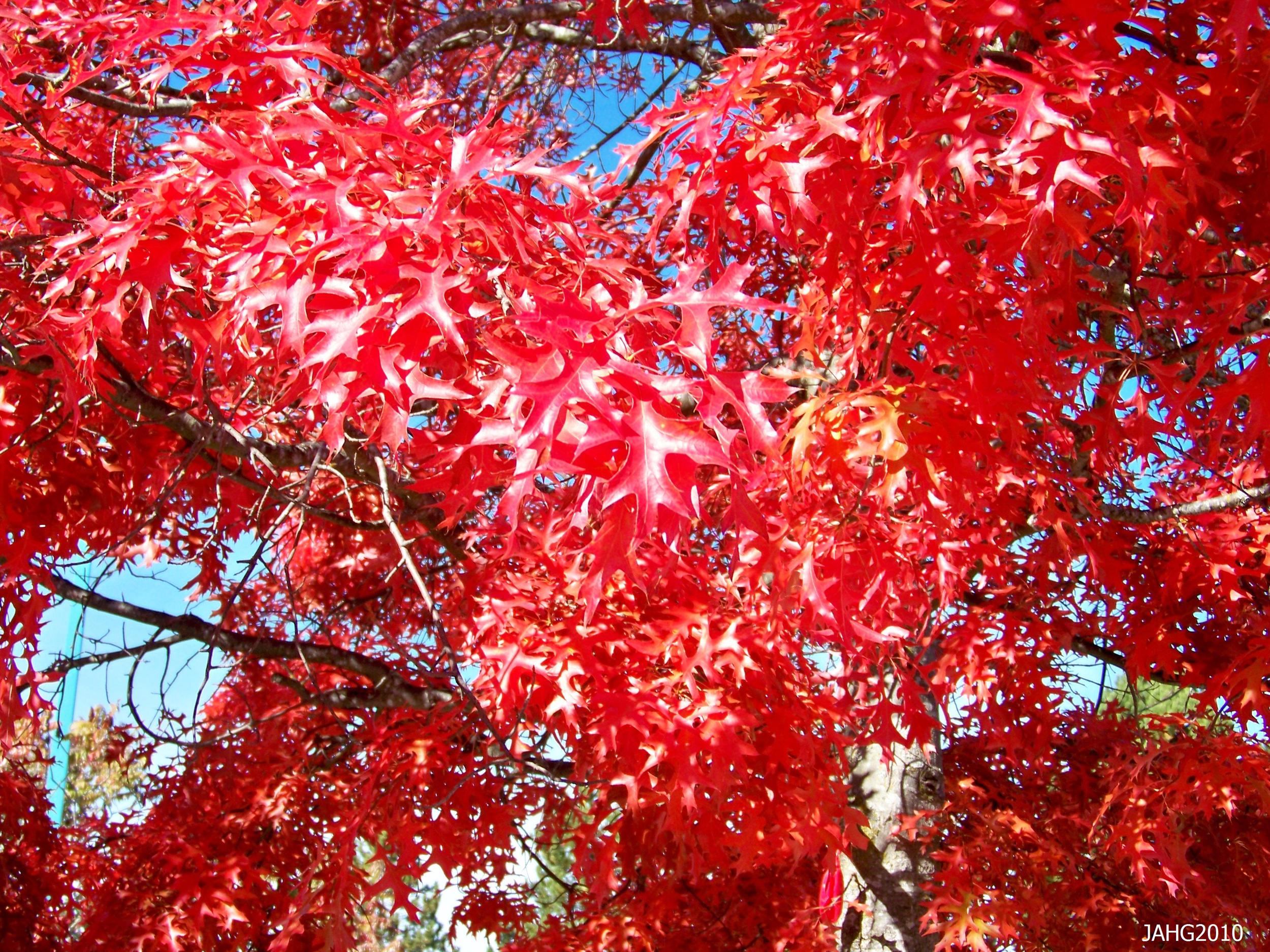watermark_109.jpg