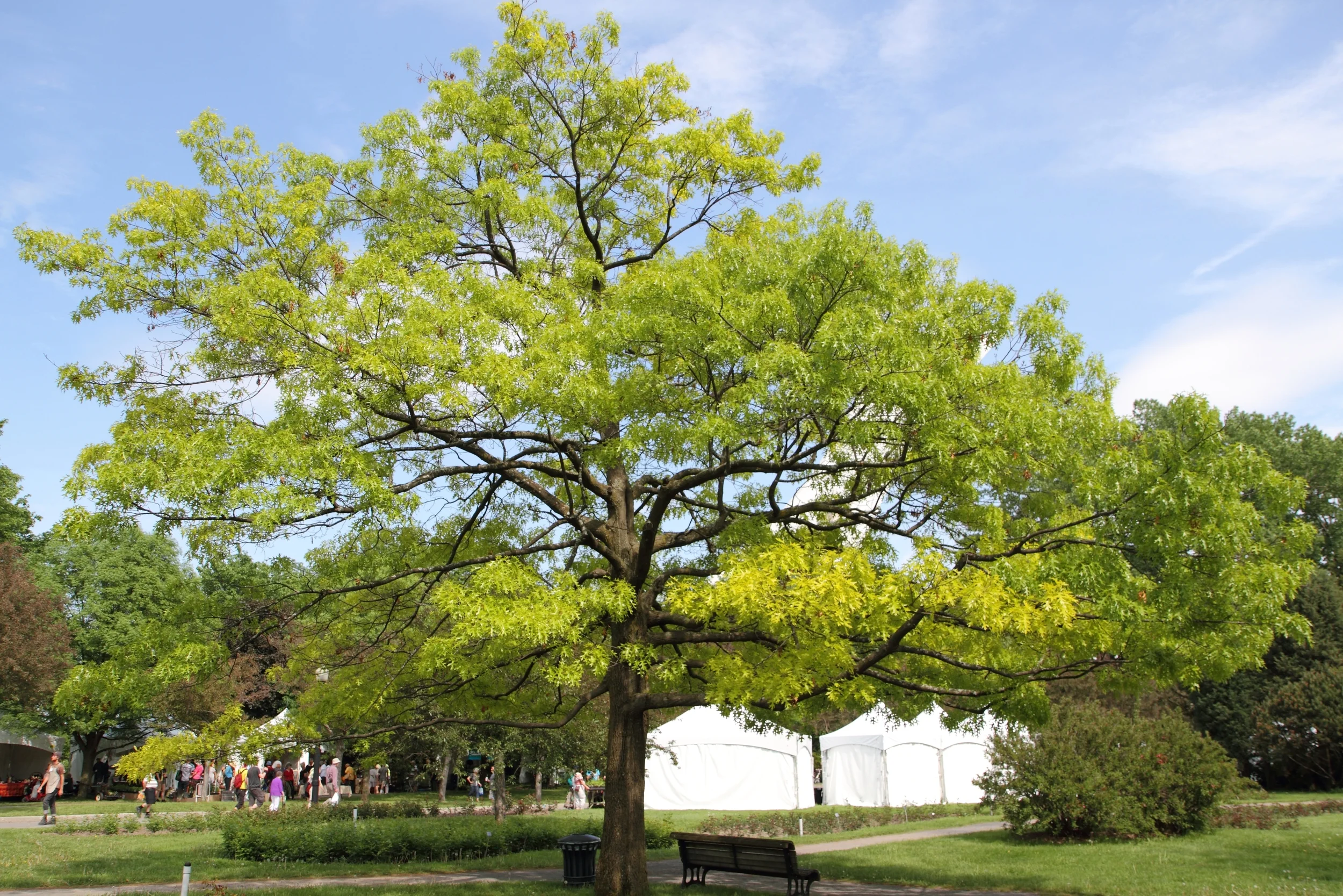 Quercus_coccinea_JB.jpg
