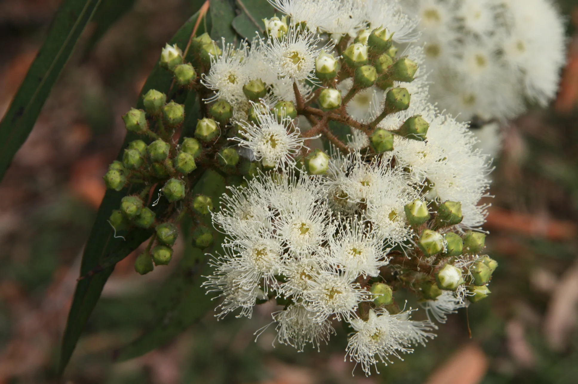 Angophora_costata_leichhardt1.JPG