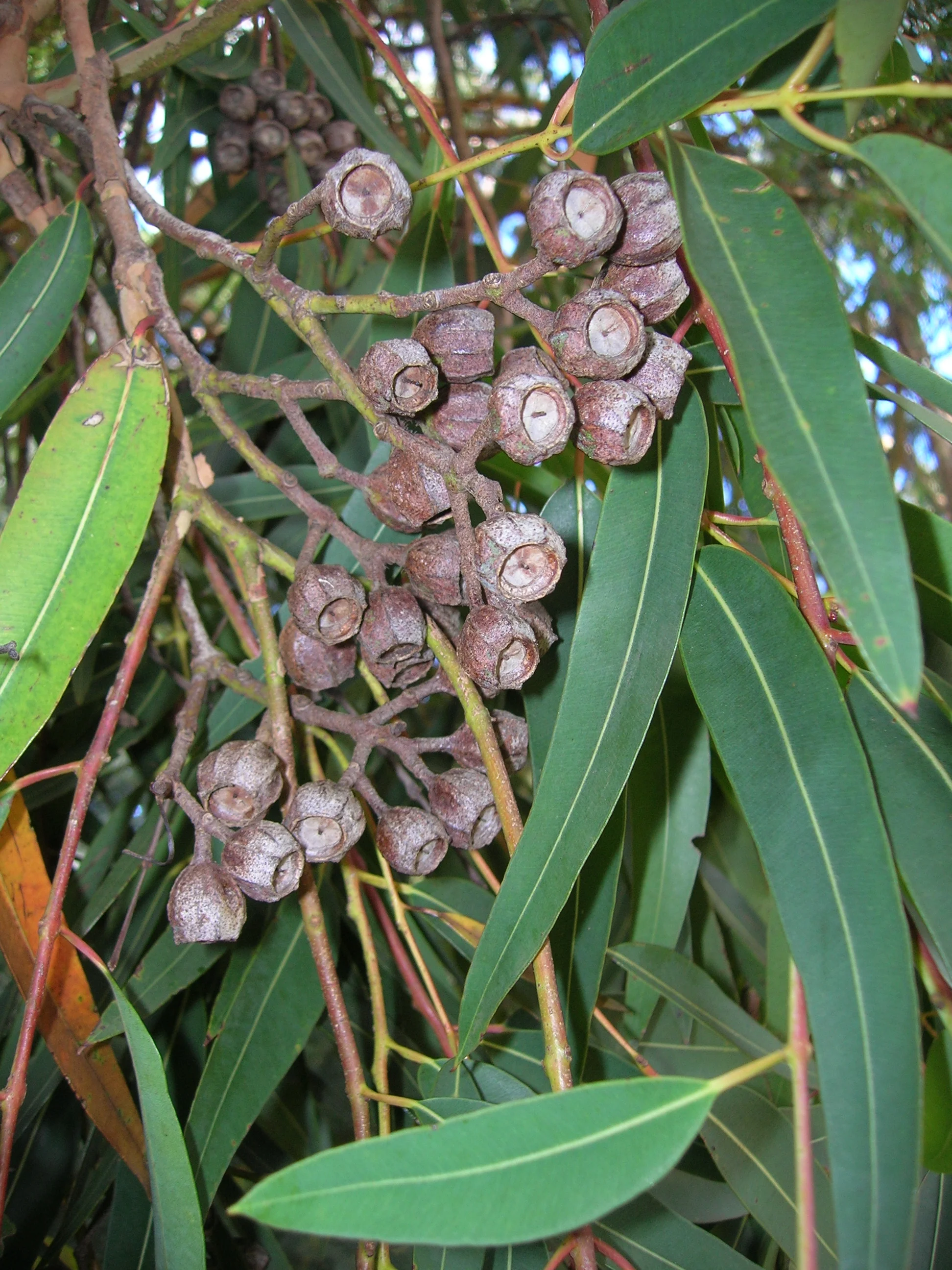 Starr_050818-4140_Angophora_costata.jpg
