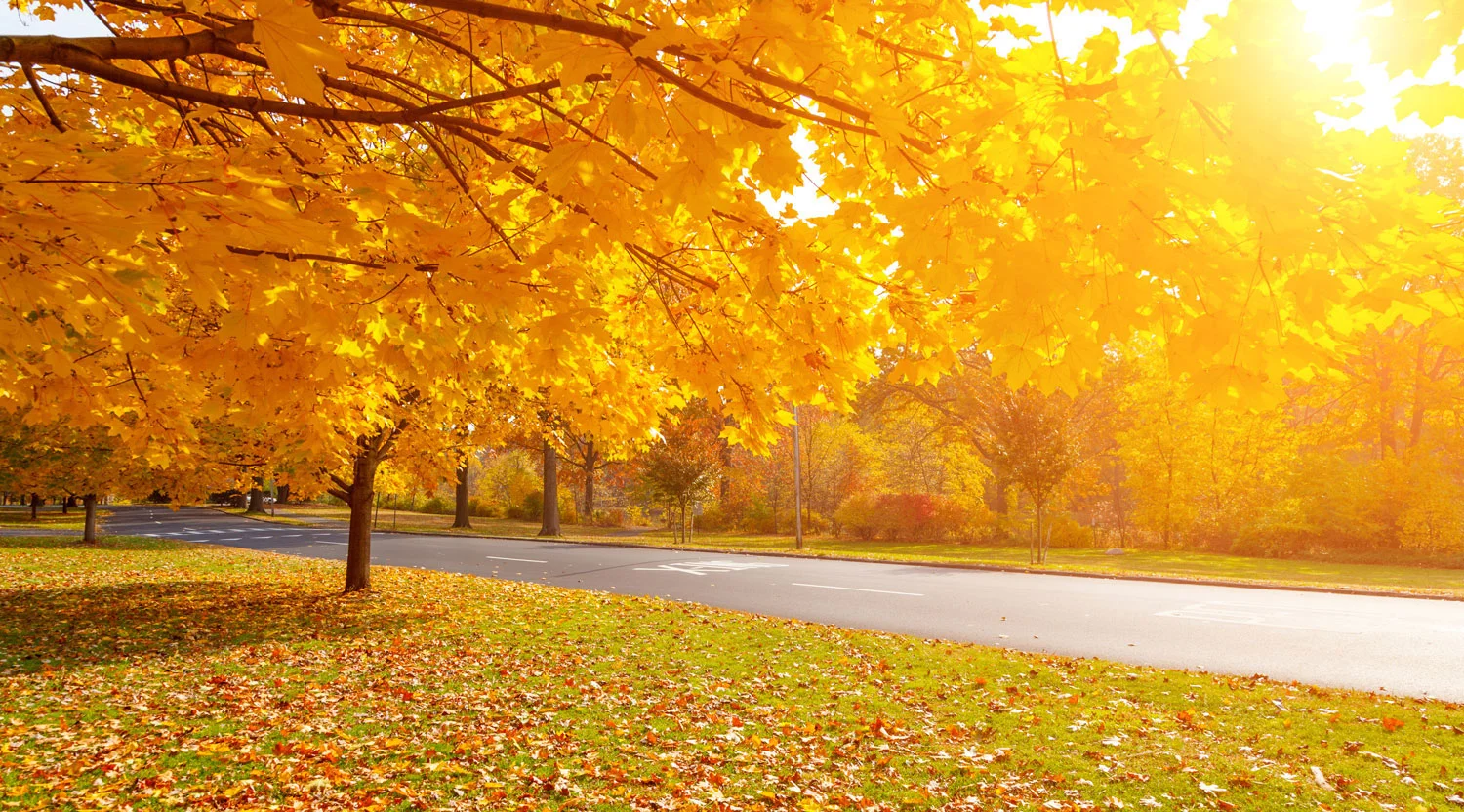 wholesale-trees-6.jpg