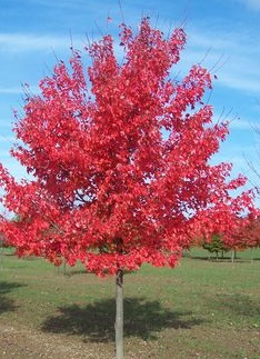 Acer x Freemanii 'Jeffersred'