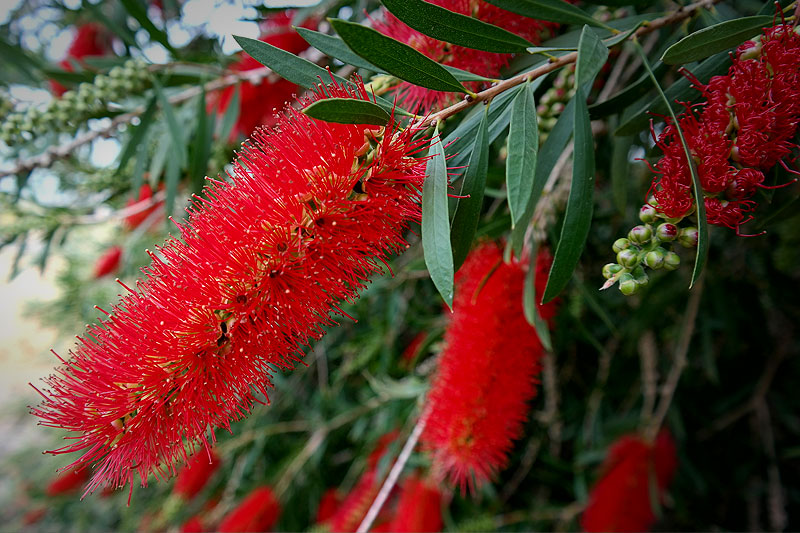 bottle-brush-callistermon.jpg