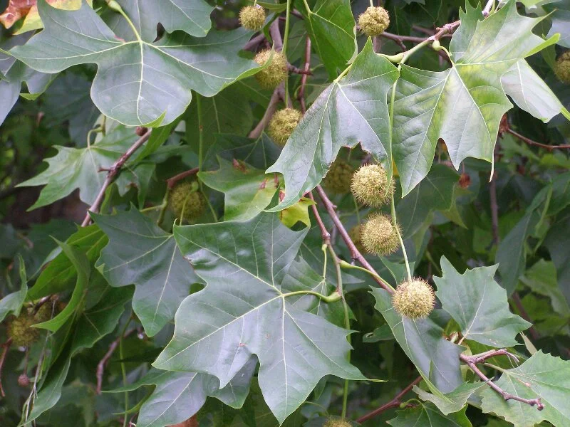 LondonFoliage.jpg