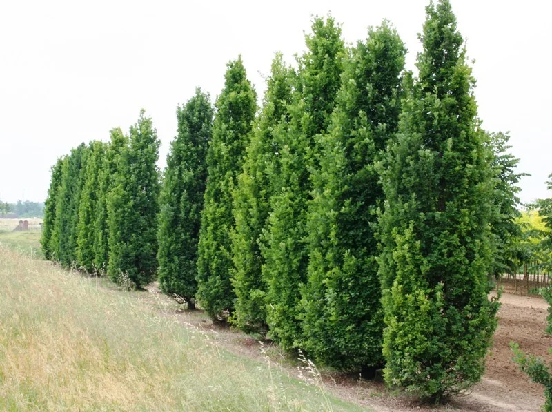 quercusrobur01_big.jpg
