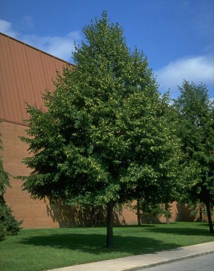 tilia cordata.jpg