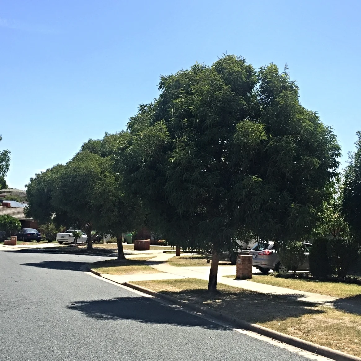 Dwarf Yellow Bloodwood — Tree Sales