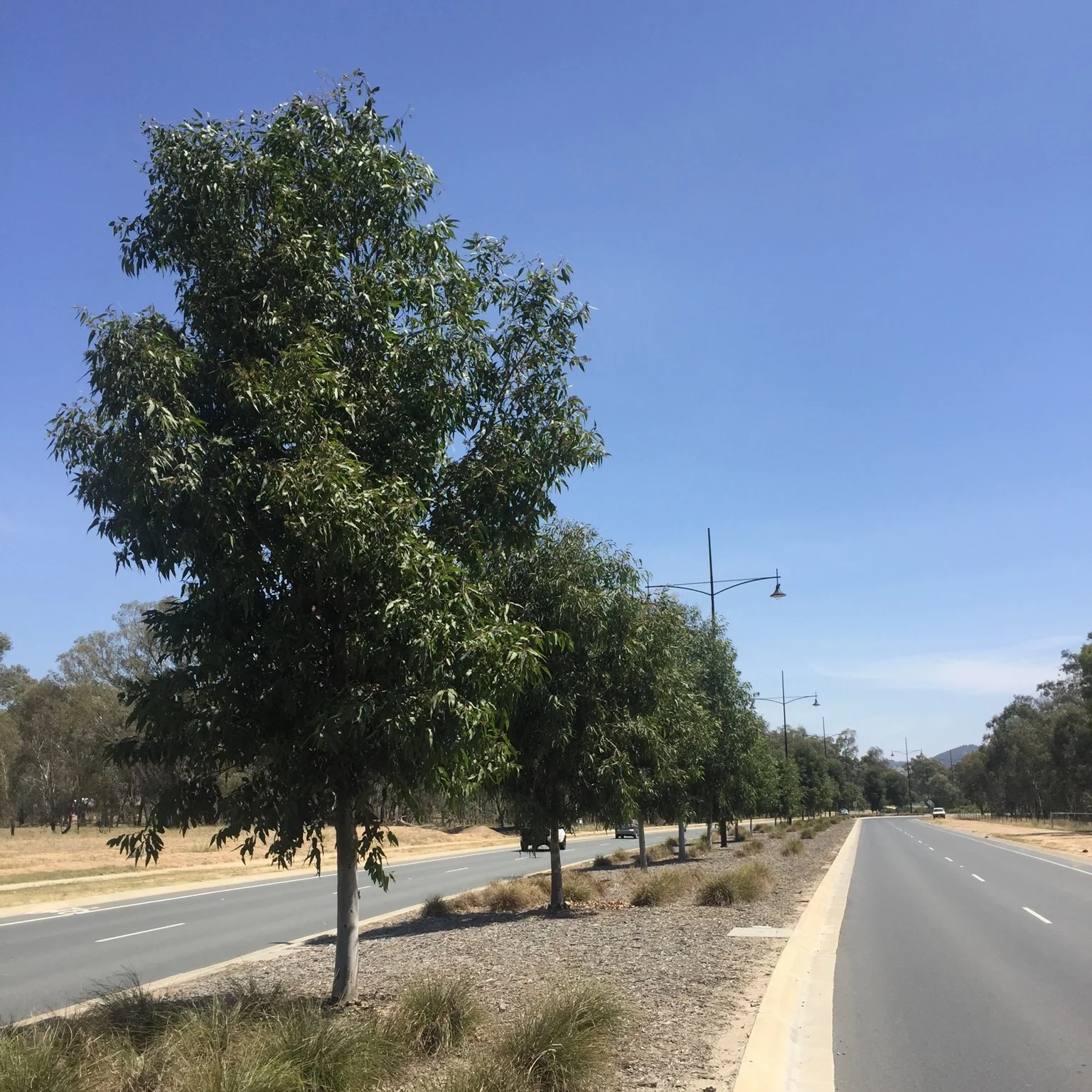 Corymbia Maculata.jpg