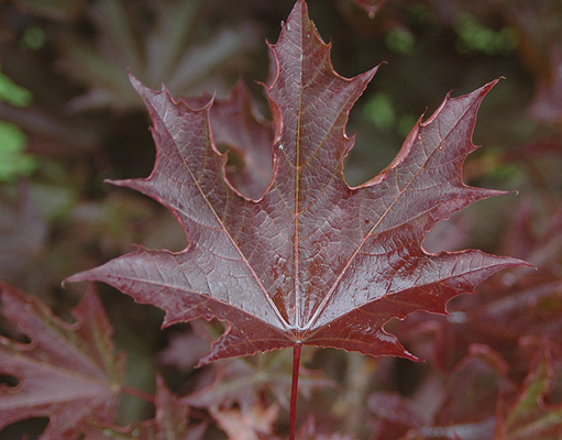crimson sentry maple leaf.jpg