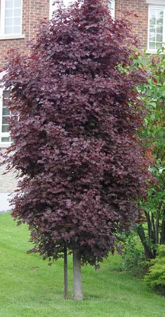 crimson sentry maple.jpg