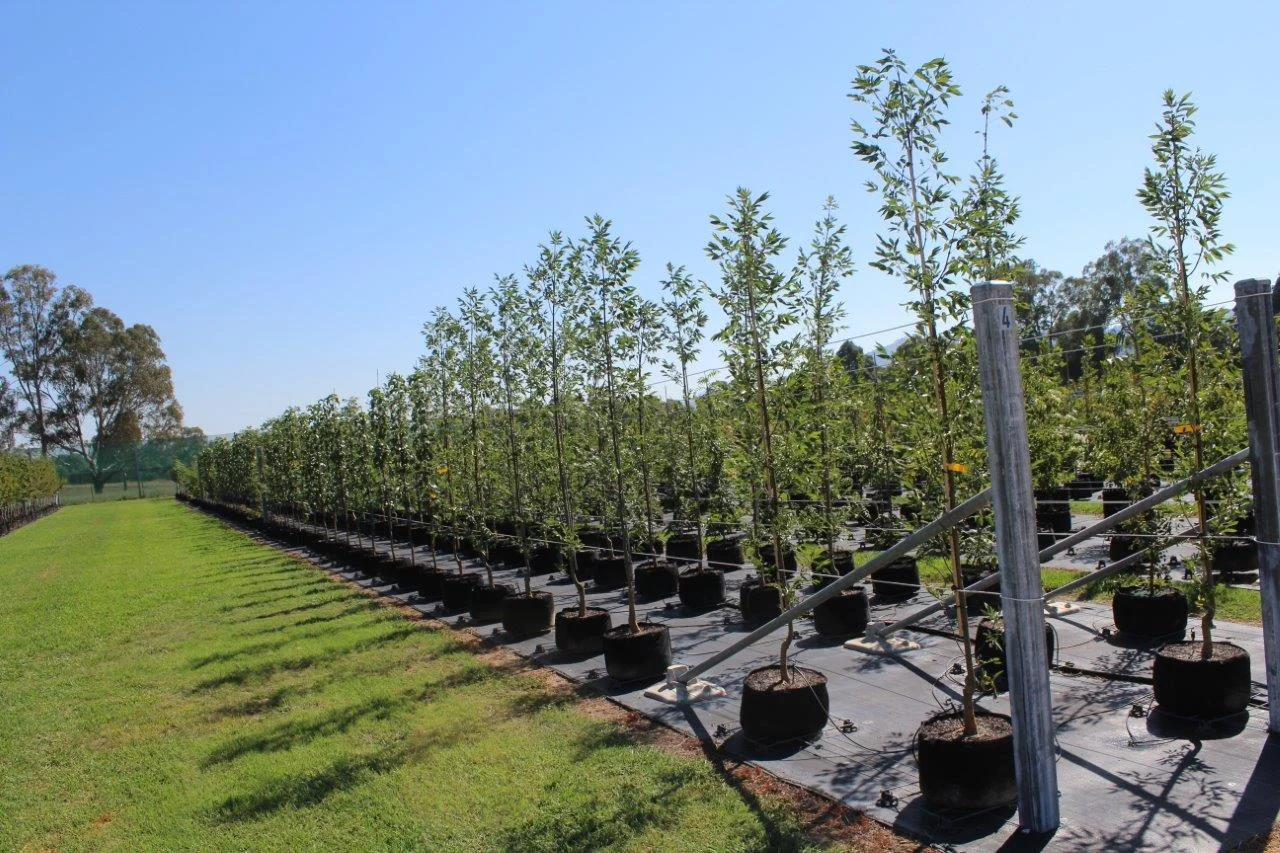  High quality stock matched to your project   Quality systems and advanced growing methods    Find Out More  