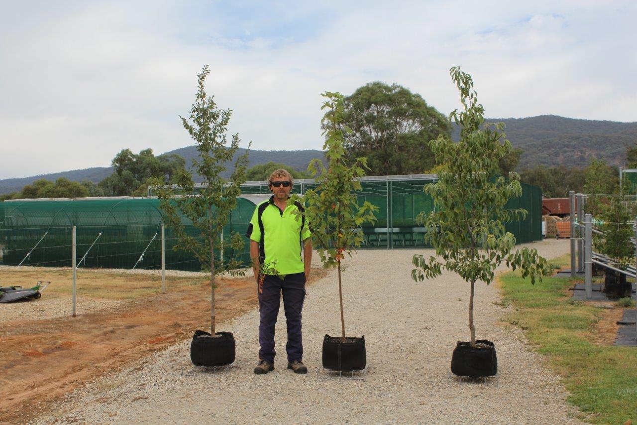   All trees are grown to Australian Standards (AS2303)    Get a Quote  