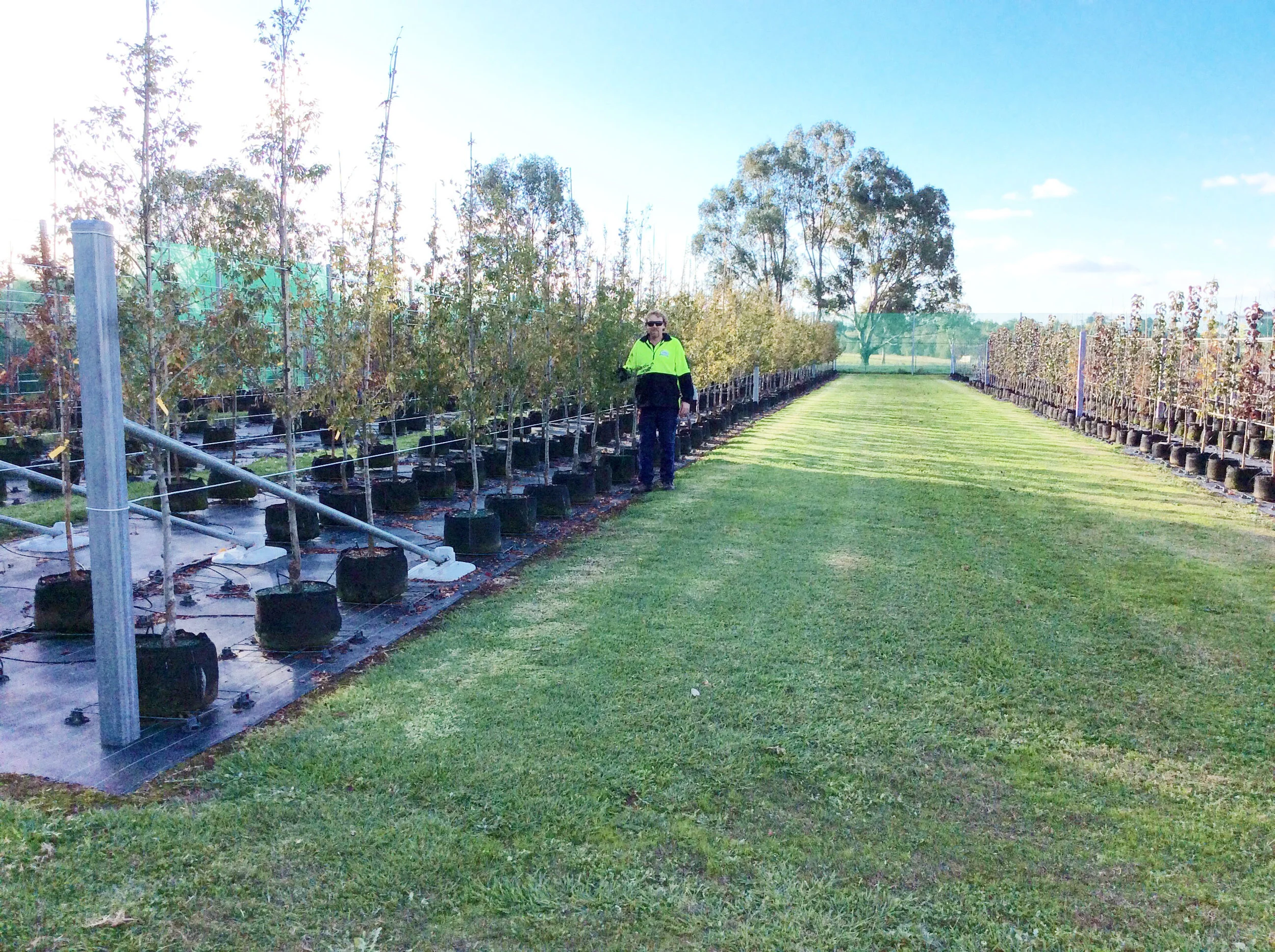   All trees are hardened off to suit local conditions    Learn More  