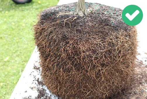 High structural and fibrous root mass Tree Sales - BoostaBag