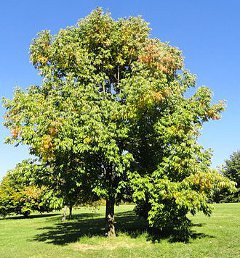 fraxinus_americana_white_ash_tree.jpg