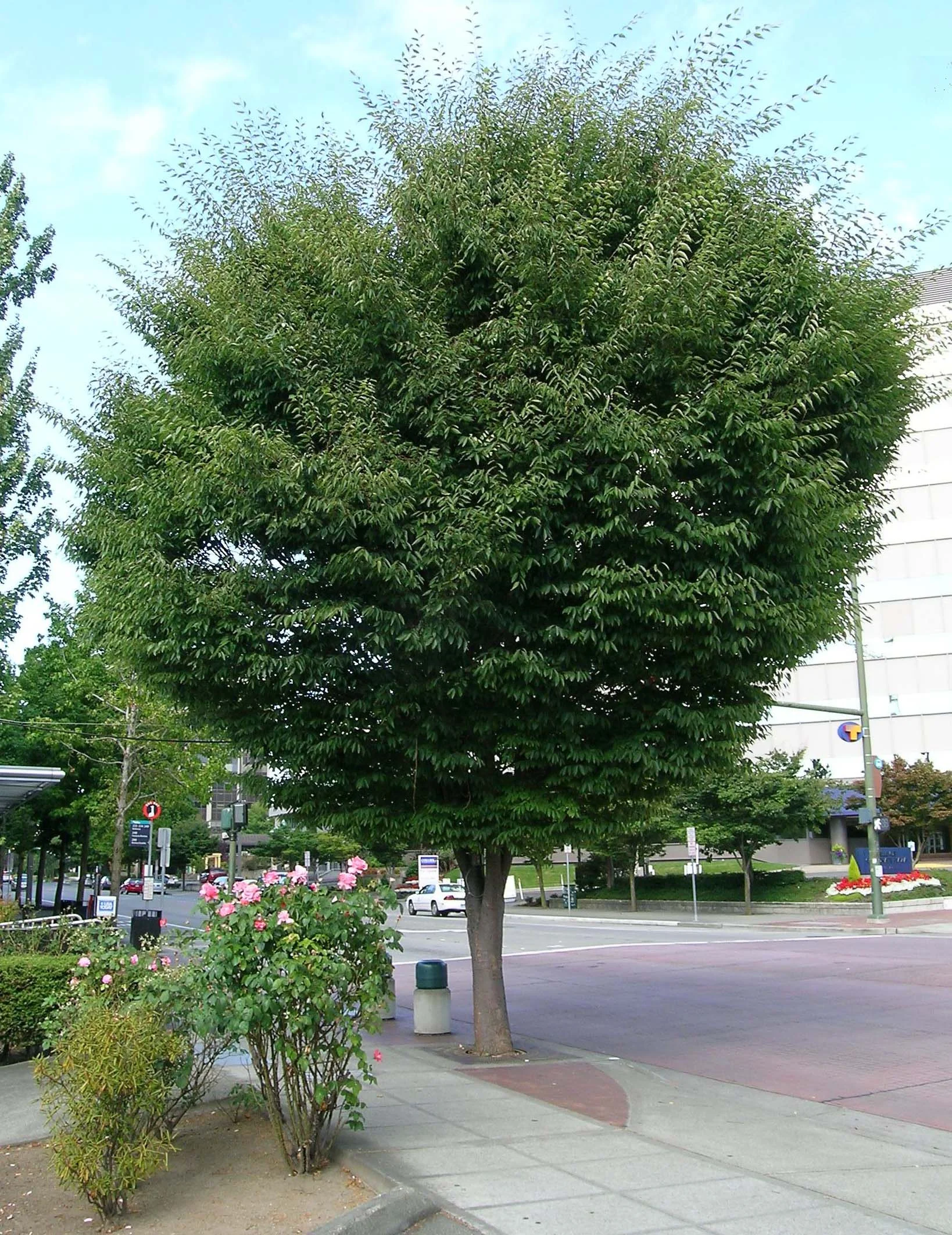 profilegreenvasezelkova.jpg