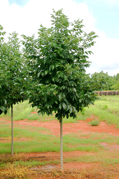 ash urbanite plantationtrees.com_362.jpg