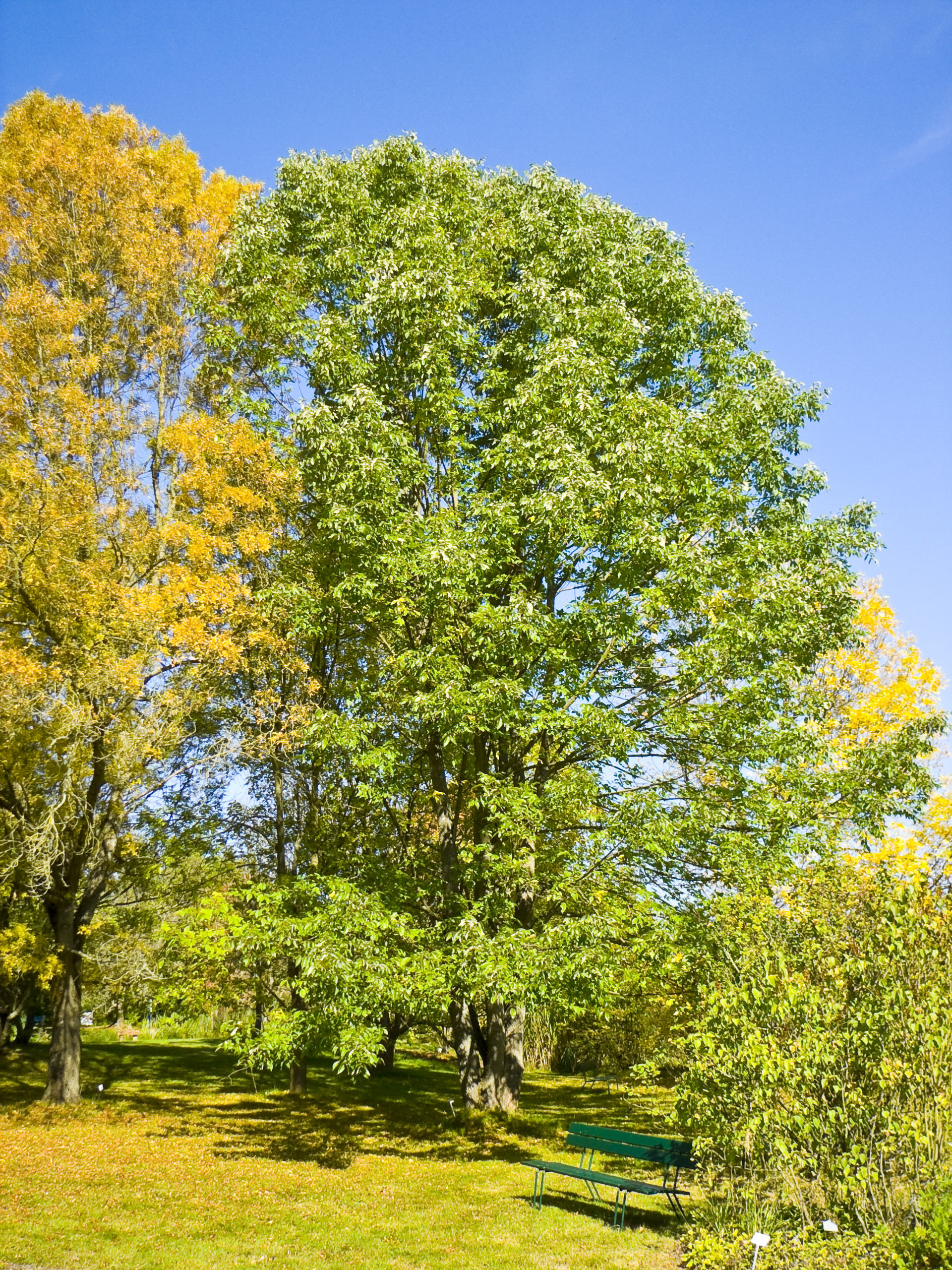 Fraxinus_americana_002.jpg