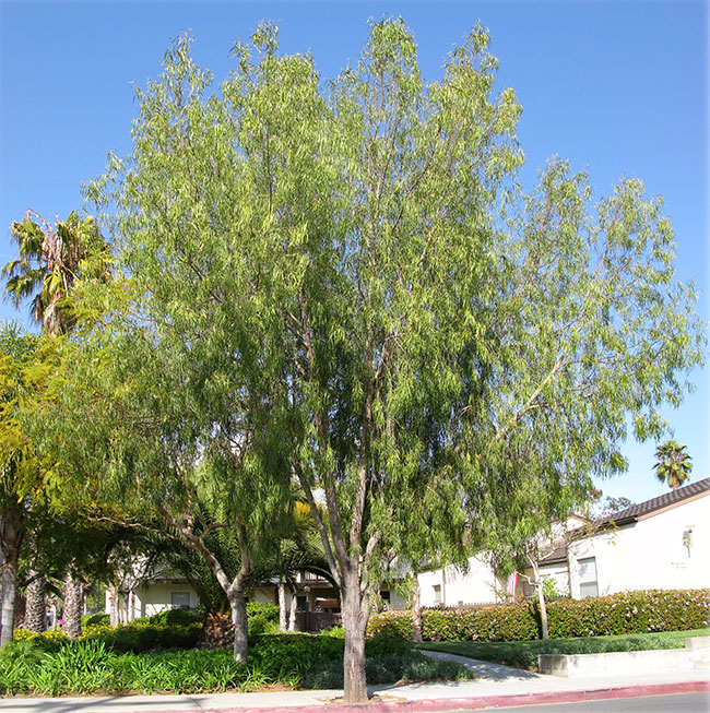 geijera-parviflora-tree-3.jpg