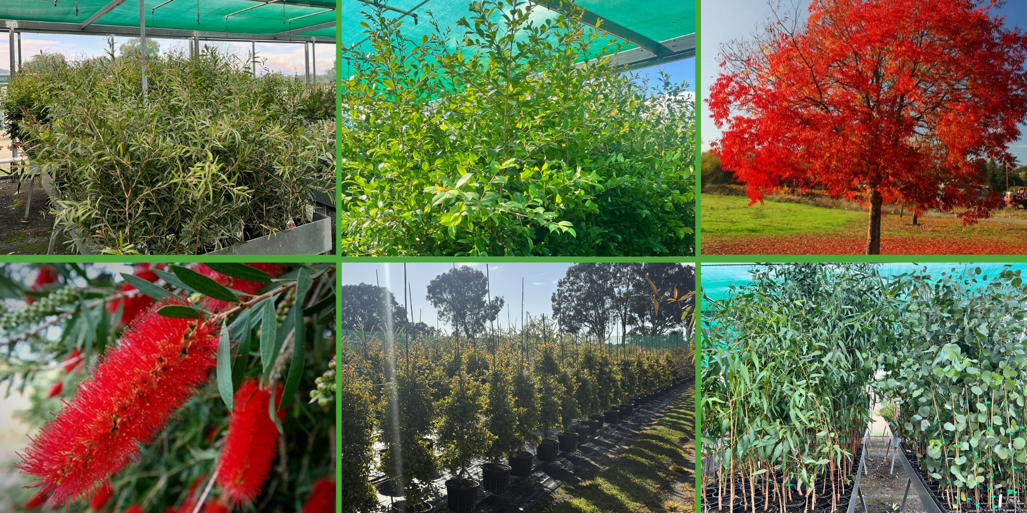   Potting Up Clearance Auction.     Starts 5pm Thursday 13th August, finishing at 5pm Tuesday 18th August 2026    View Listings  