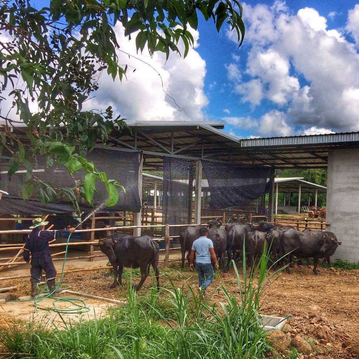 Murrah arrive a new — Laos Buffalo Dairy