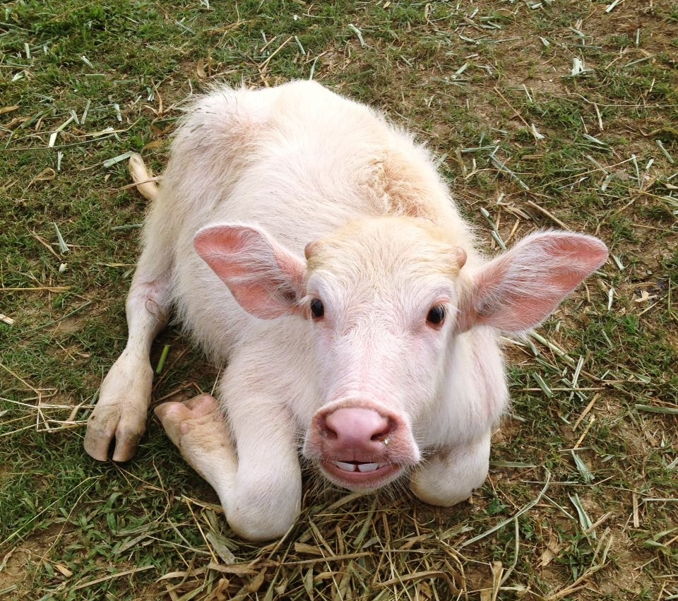 Murrah arrive & new baby buffalo — Buffalo Dairy