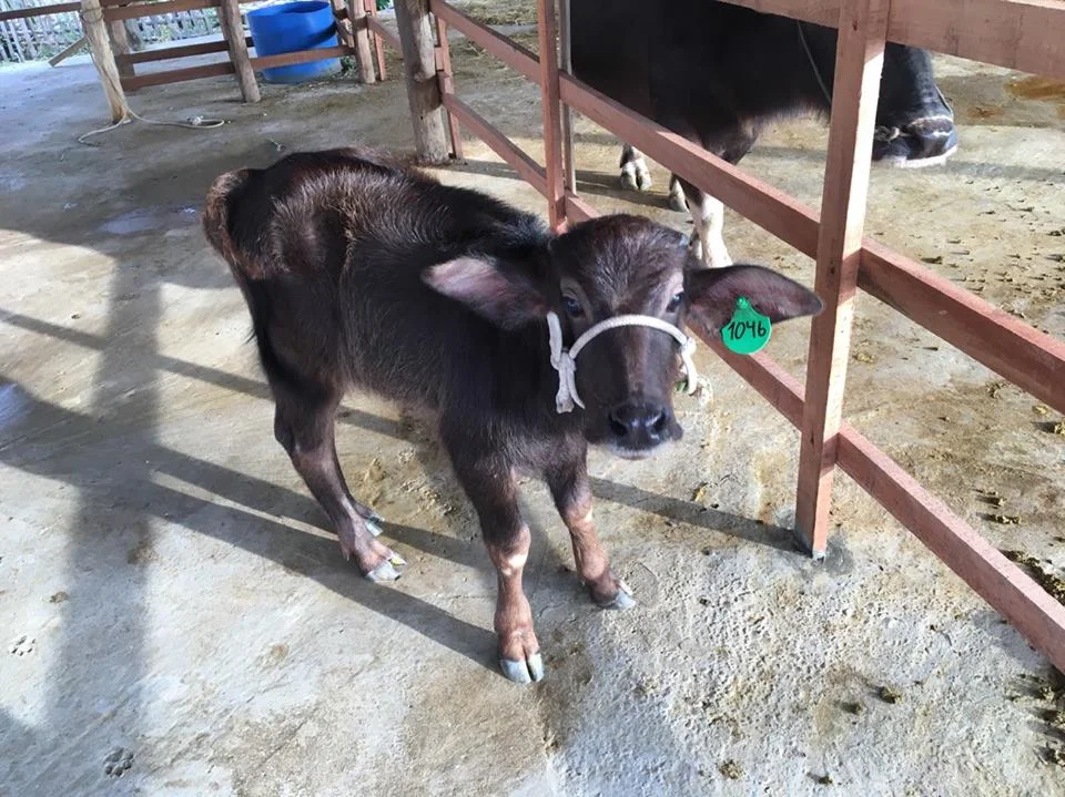 crossbreed baby buffalo.jpg