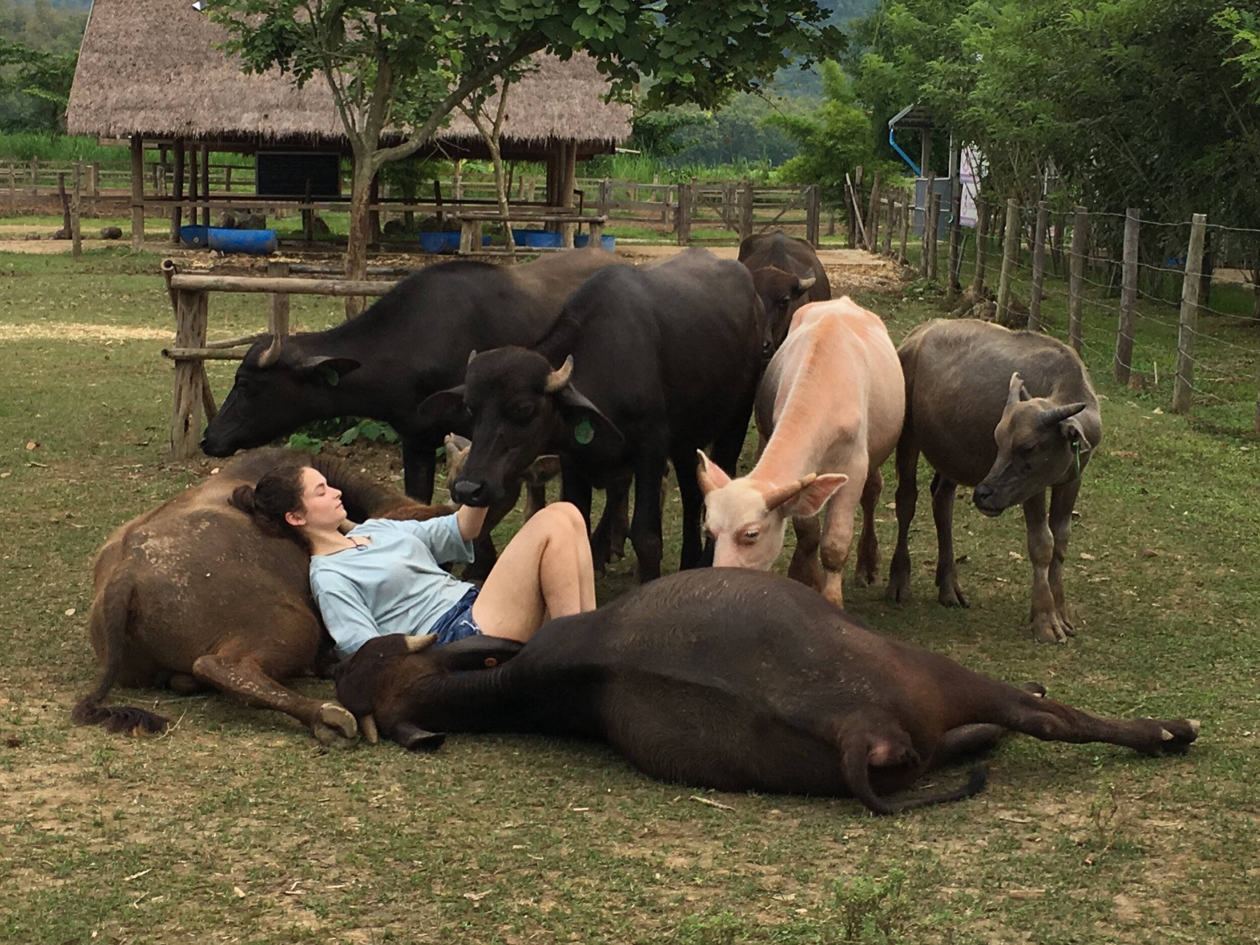 Person lying on grass surrounded by water buffalo, with a thatched building and trees in the background.