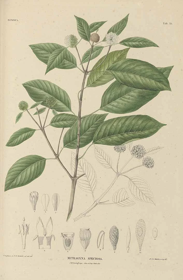 kratomdrawing.jpg