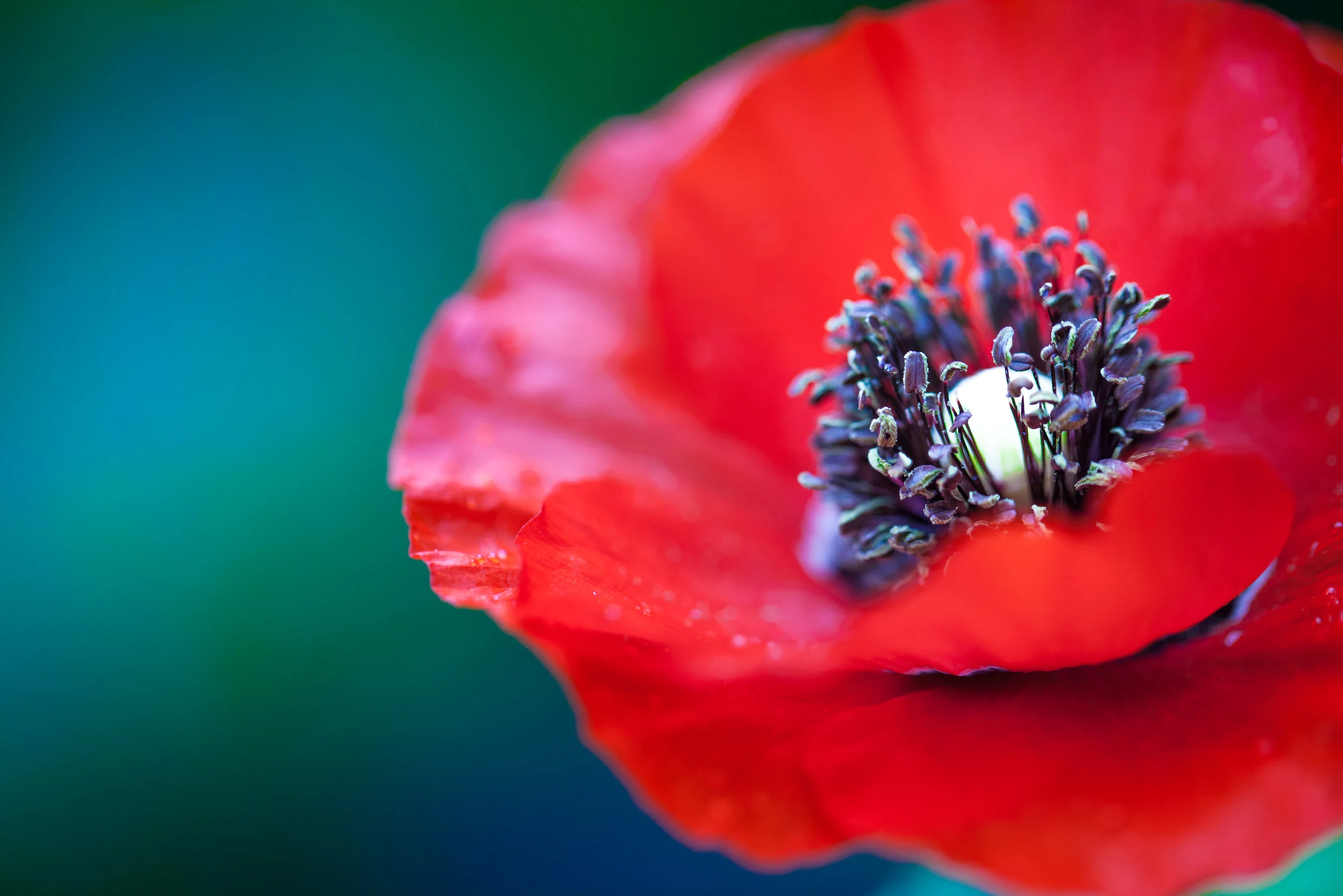 Papaver somniferum