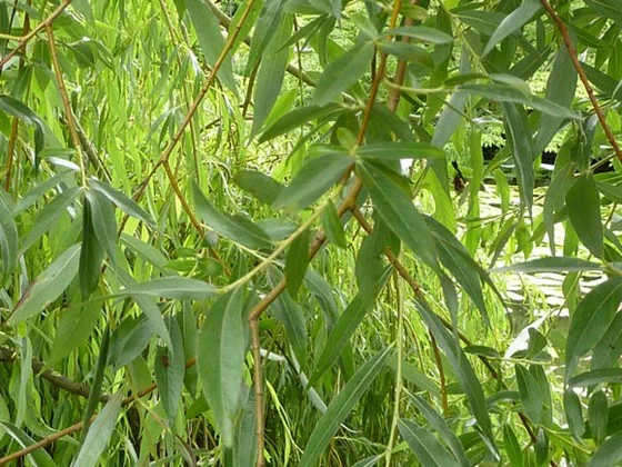Satix Alba