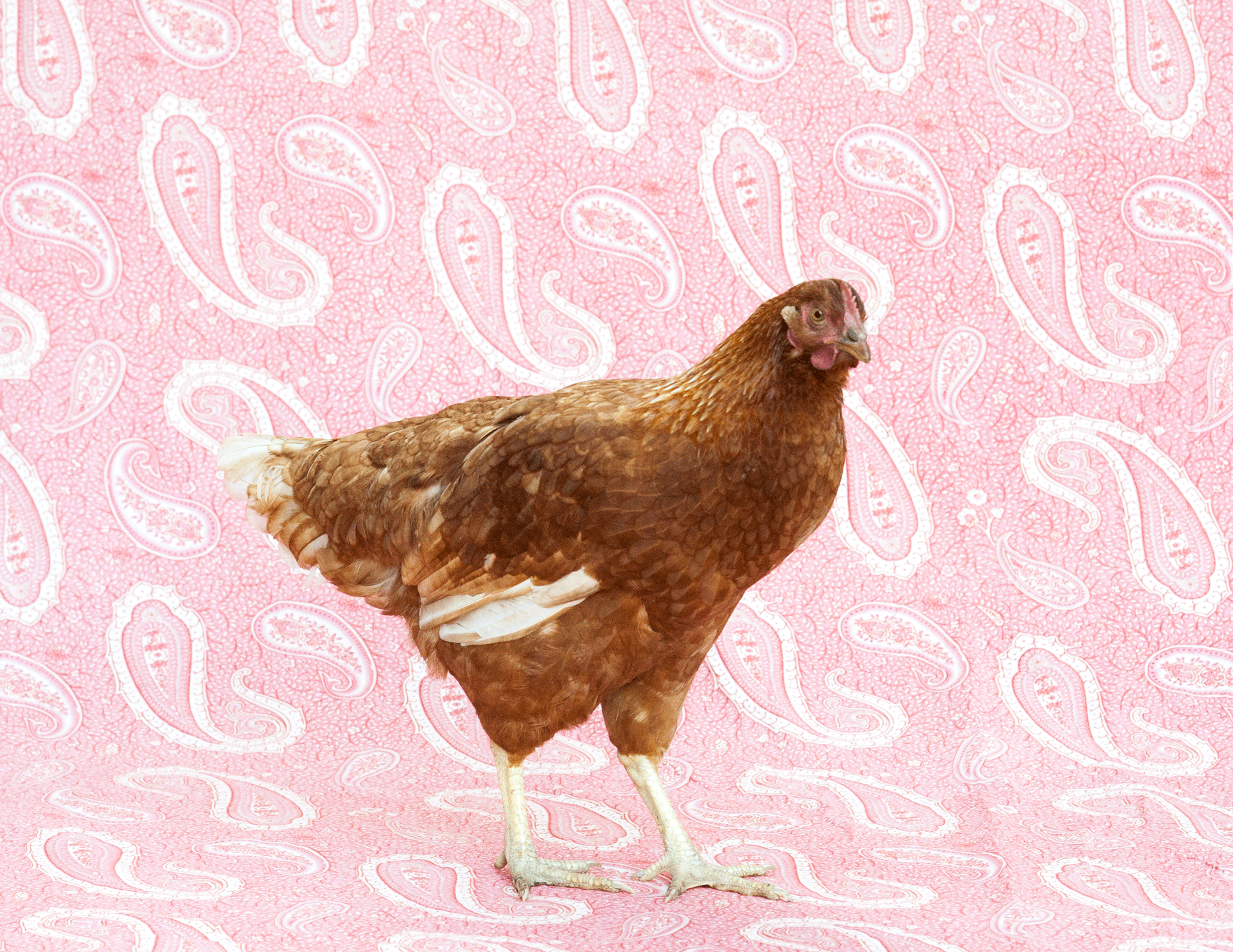 POULEROUSSE_02.gif