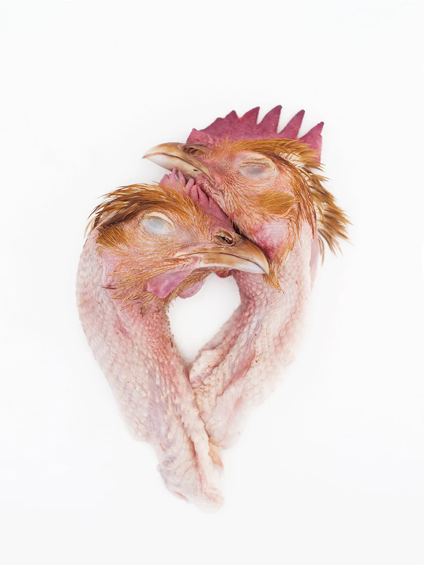 2017.02.09_CALIN POULET_DA_030B.jpg
