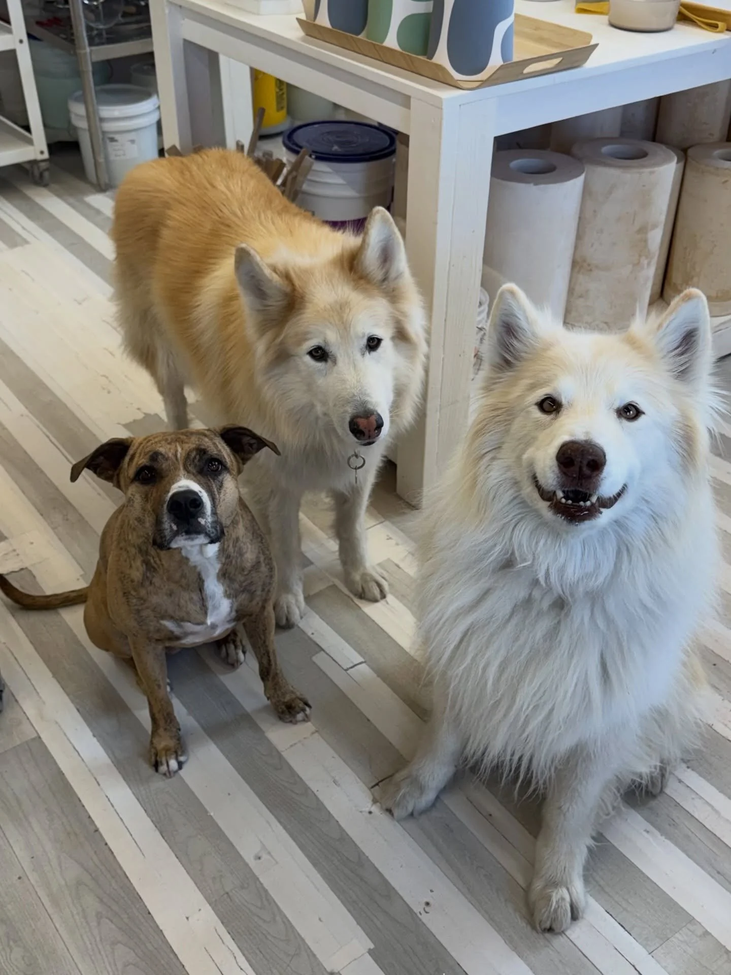 Bowie, Uma and Gal would like to remind everyone that we will be at @renegadecraft this weekend in Manhattan at the Metropolitan Pavilion. 

⏰ 12/13 - 12/14 11 am to 5 pm