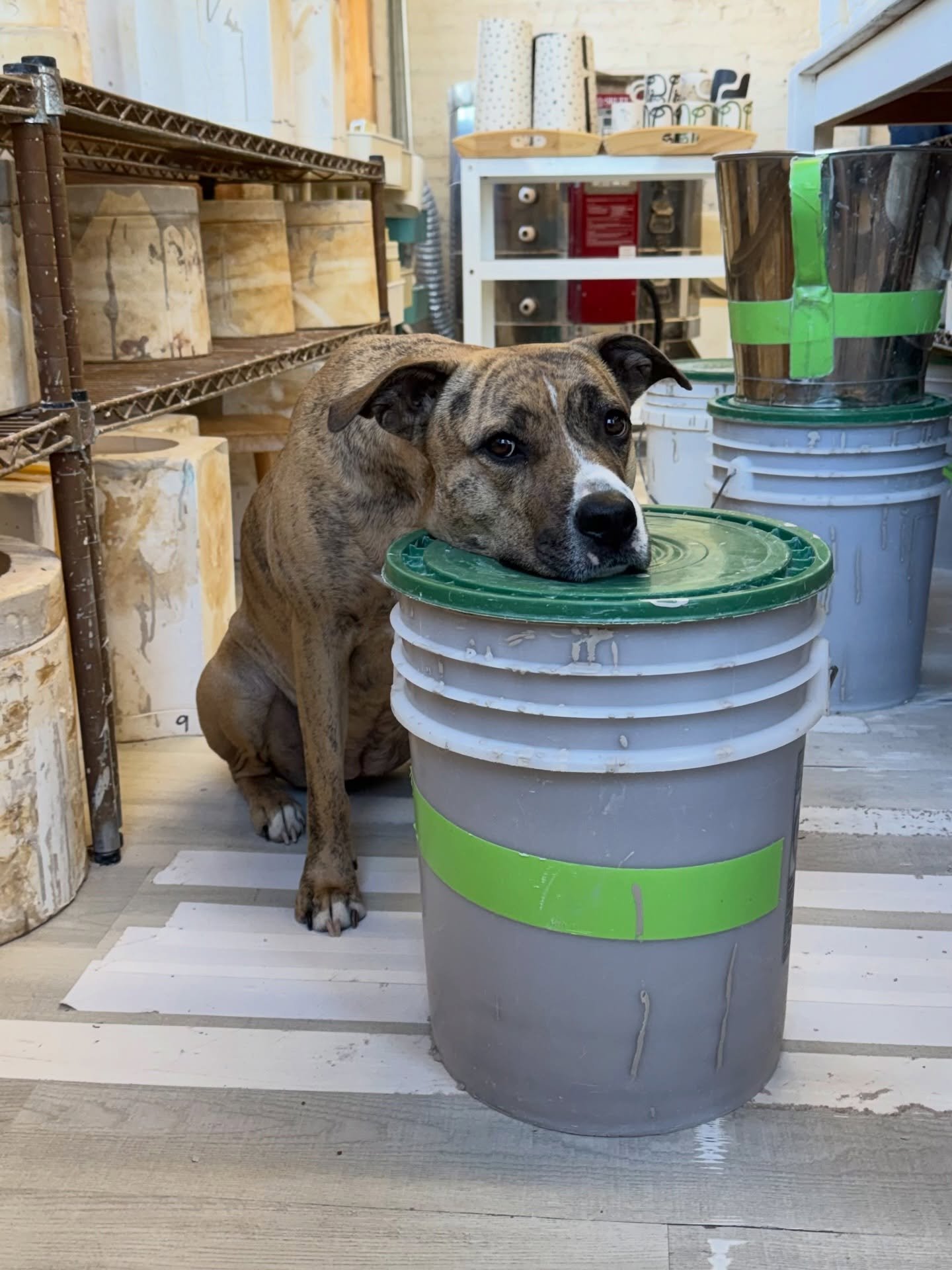 Gal learned a new trick - &ldquo;deita a cabe&ccedil;a&rdquo; 🐶 it means lay your head down in Portuguese 🇧🇷 

What trick should she learn next?