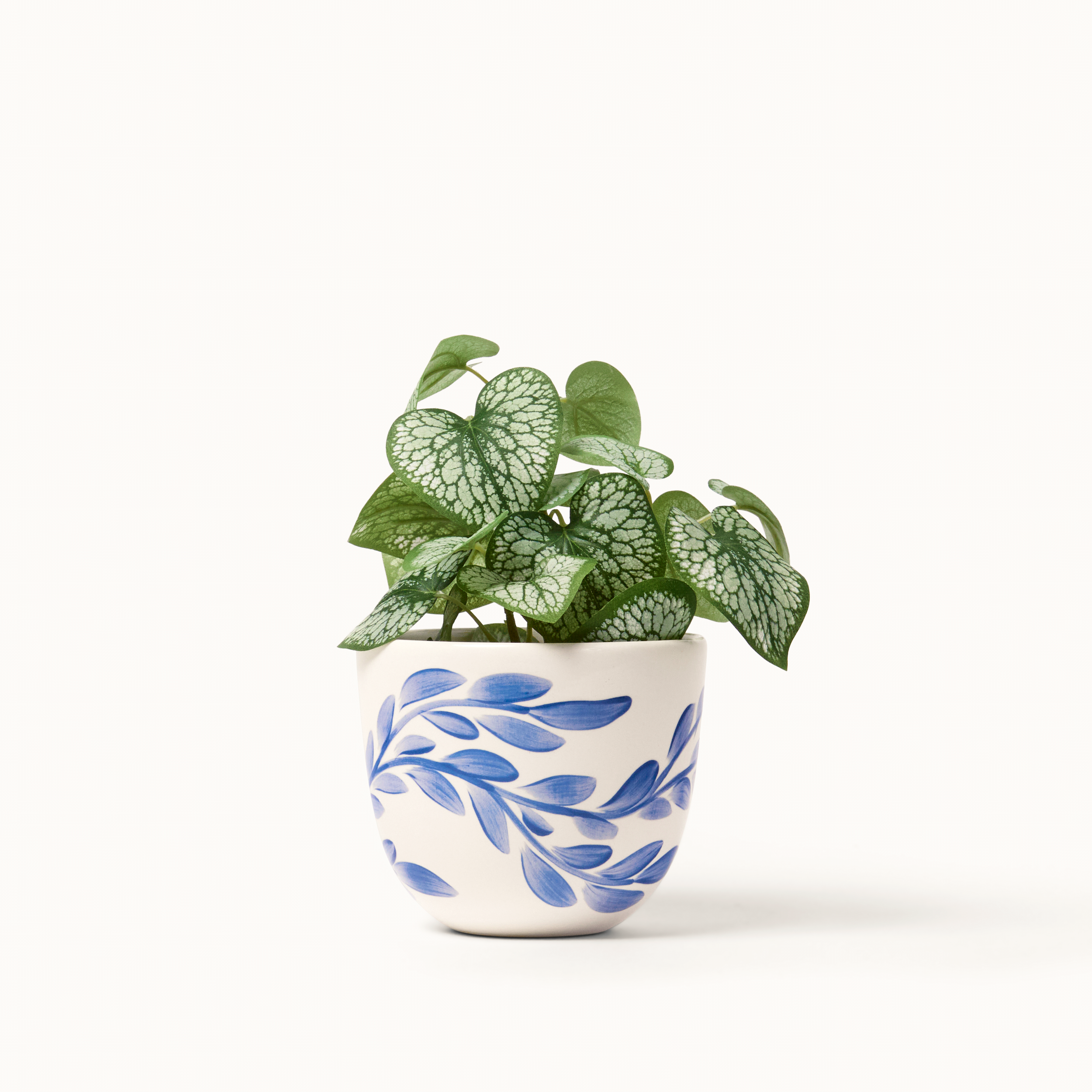 finca cob wil sm 2.png