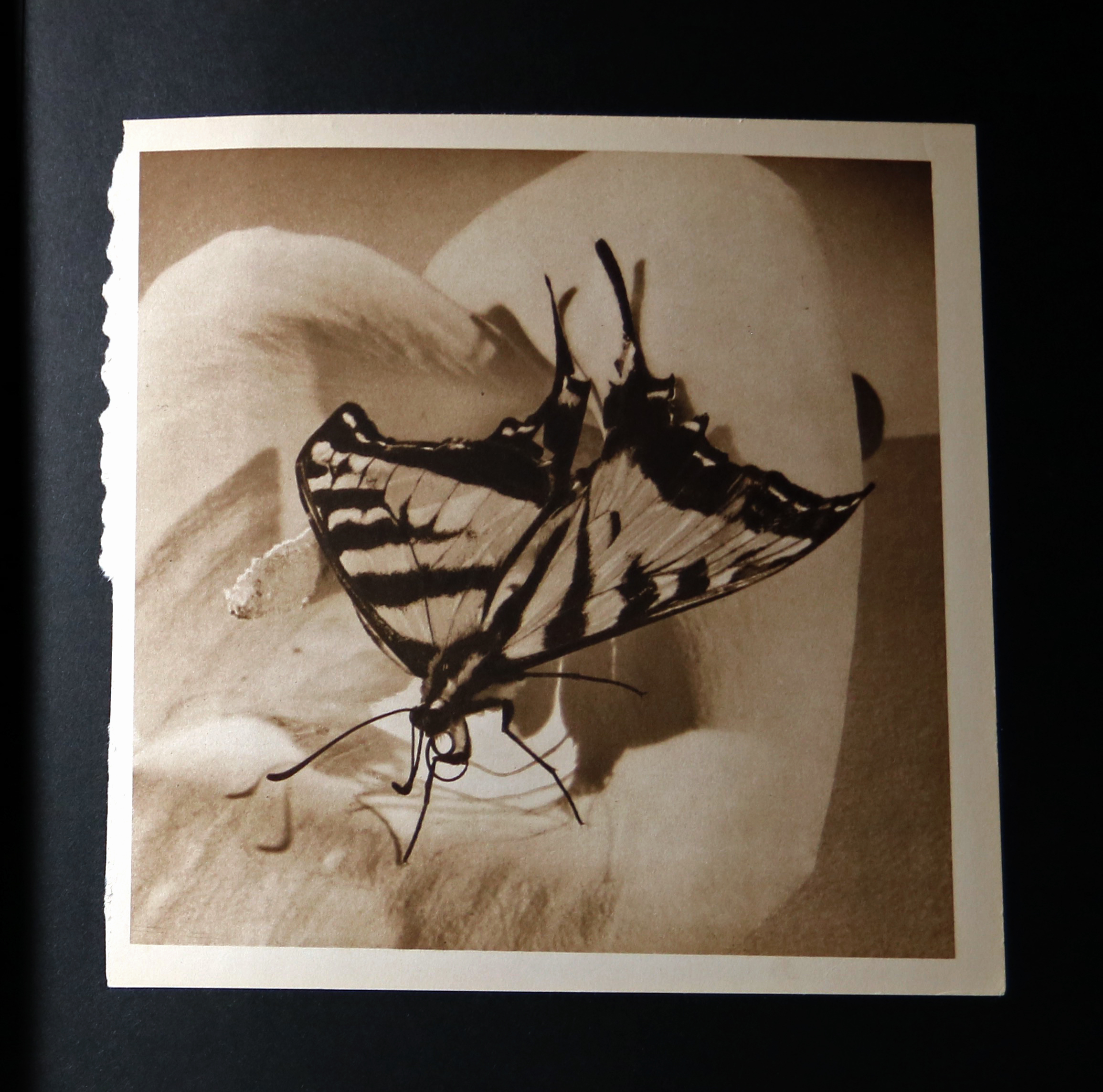 botbutterfly.jpg