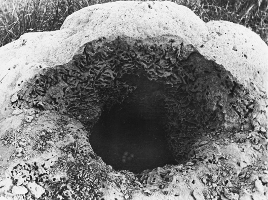 extinct nest 1.png