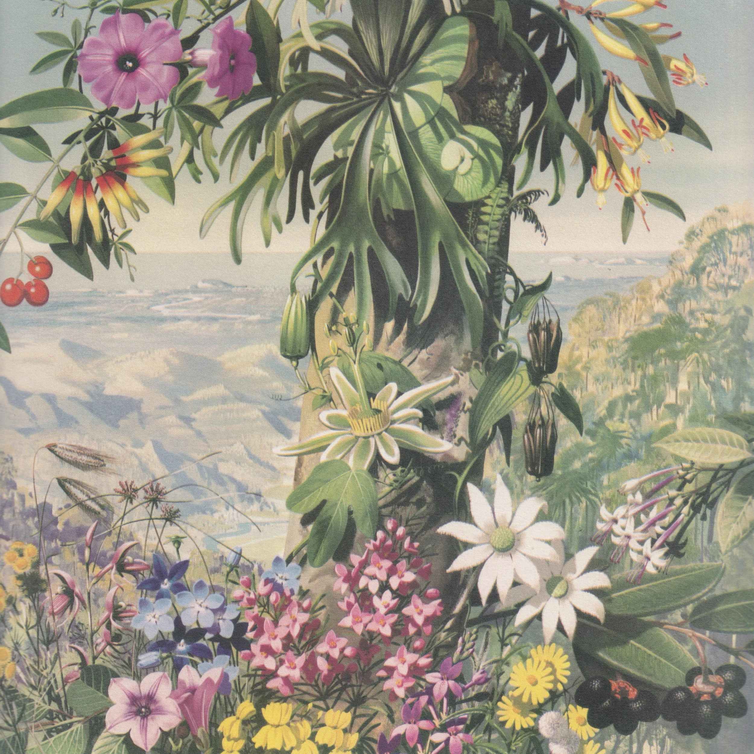 Lamington wildflowers 2.jpeg