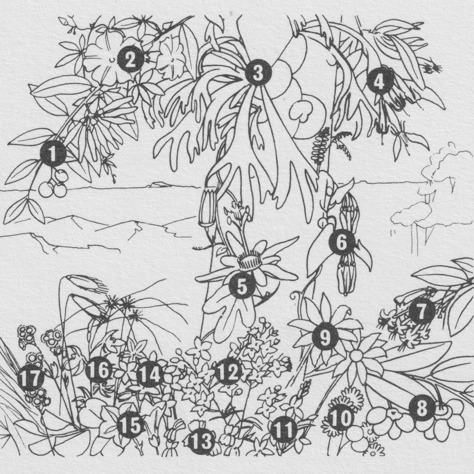 Lamington wildflowers 2.jpeg