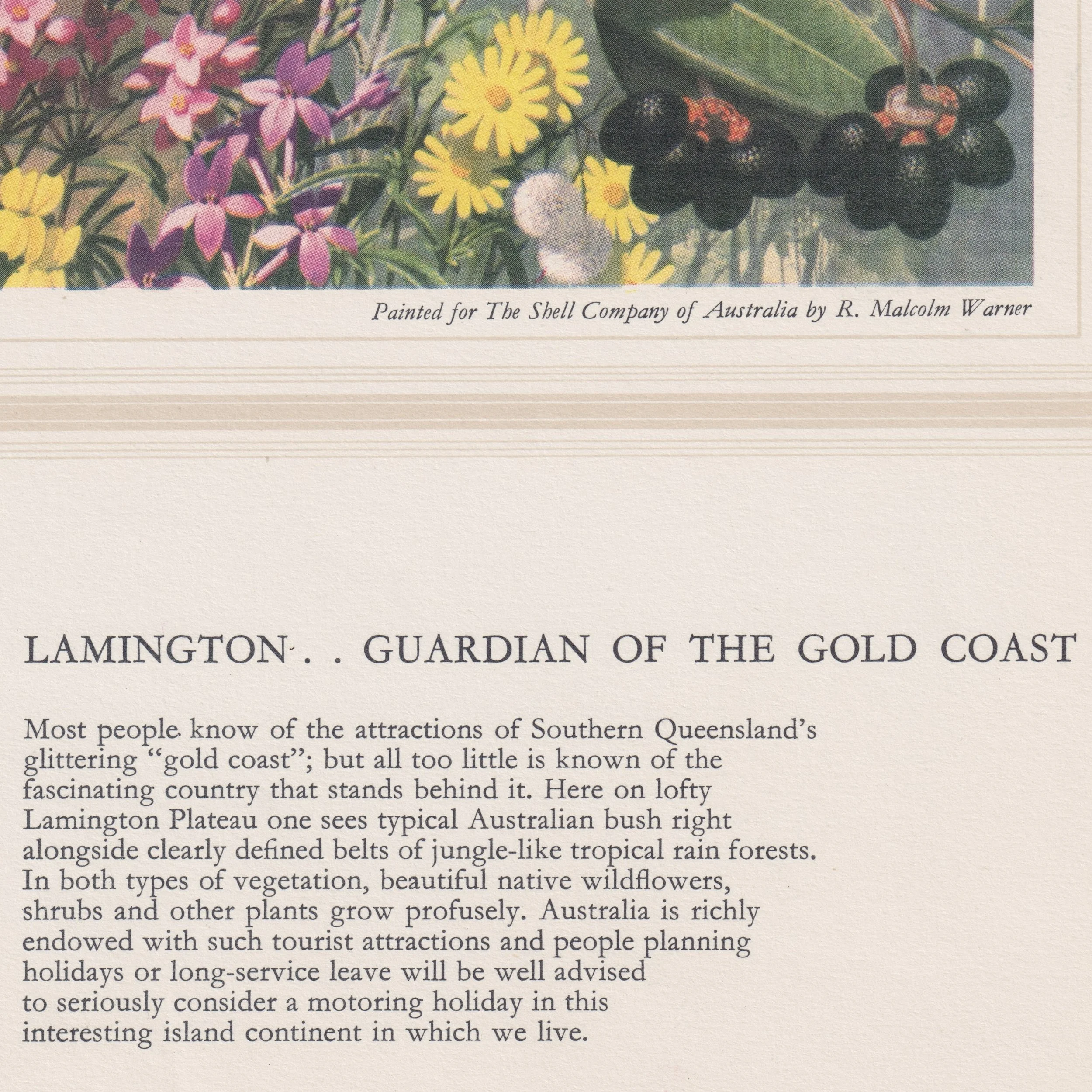 Lamington wildflowers 2 1.jpeg