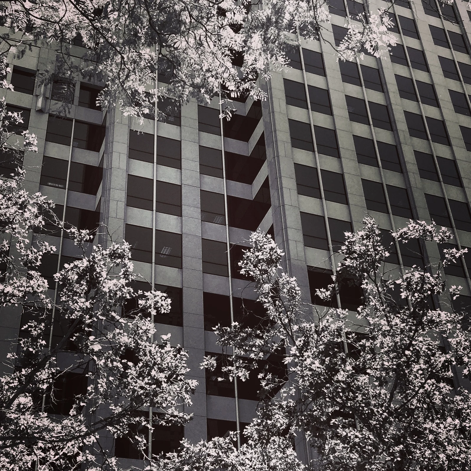 Leaves & Glass