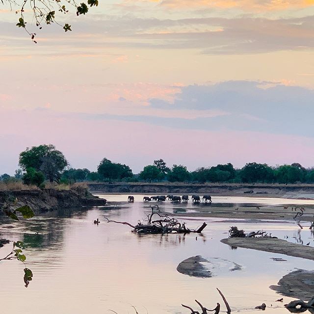 More than 100 #elephants are crossing the #luangwariver in front of our Camp #safari_explorers_camp every afternoon #nsefusector #savetheelephants #zambiatourism #africasafari #realafrica #savetheelephants🐘