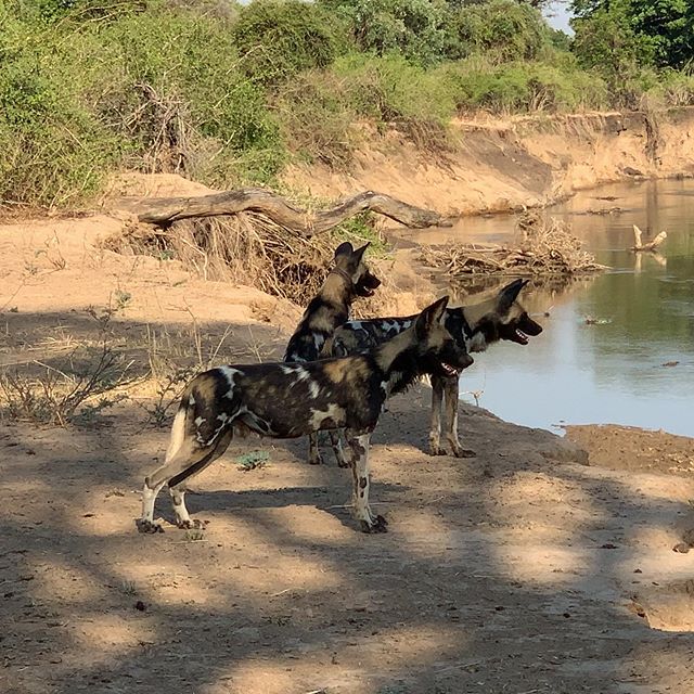 #licaones #wilddogs #paintedwolf #luangwavalley in #nsefusector with #safari_explorers_camp #africasafari #realafrica #zambiatourism